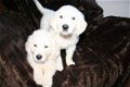 Golden Retriever Pups KC Geregistreerd. - 1 - Thumbnail