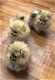 Stamboom Petite Pomeranian Pups - 1 - Thumbnail