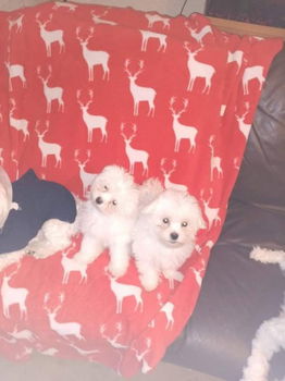 2 prachtige Maltese puppy's - 1