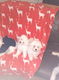 2 prachtige Maltese puppy's - 1 - Thumbnail