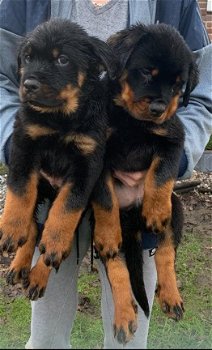 Rottweiler-puppy's. - 1