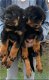 Rottweiler-puppy's. - 1 - Thumbnail