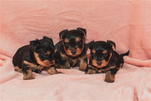 Kc Reg Yorkshire Terrier Puppies Van Champion Ouders. - 1