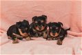 Kc Reg Yorkshire Terrier Puppies Van Champion Ouders. - 1 - Thumbnail