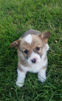 Pembroke Welsh Corgi Puppies - 1