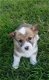 Pembroke Welsh Corgi Puppies - 1 - Thumbnail