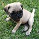 Geregistreerde Pug-puppy's - 2 - Thumbnail