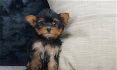 Volledig gevaccineerde speelgoed Yorkshire Terrier-puppy's