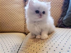 Zeer mooie Perzische Chinchilla kittens