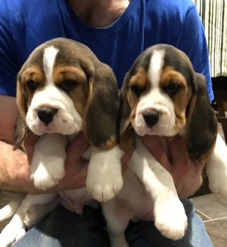 Topkwaliteit Beagle puppy's met thuiskwekerij. stunning - 1