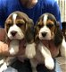 Topkwaliteit Beagle puppy's met thuiskwekerij. stunning - 1 - Thumbnail