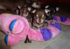 Geweldige Chihuahua-puppy's