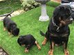 Rottweiler-puppy's - 1 - Thumbnail