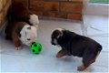 Engelse bulldog puppies - 1 - Thumbnail