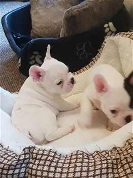 Franse Bulldog puppies voor adoptie - 1