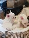 Franse Bulldog puppies voor adoptie - 1 - Thumbnail