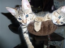 Bengaalse kittens nu beschikbaar voor hun nieuwe huis