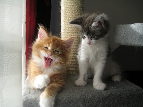 Beschikbare Maine Coon Kittens - 1