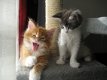 Beschikbare Maine Coon Kittens - 1 - Thumbnail