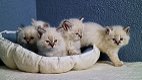 Siberische kittens beschikbaar - 1 - Thumbnail