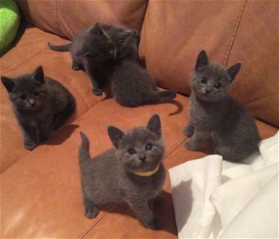 Russische blauwe kittens nu verkrijgbaar - 1