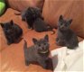 Russische blauwe kittens nu verkrijgbaar - 1 - Thumbnail