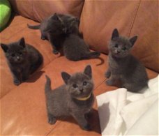 Russische blauwe kittens nu verkrijgbaar