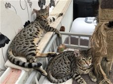 Savannah Kittens voor adoptie