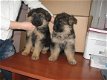 Duitse Herder puppy's - 1 - Thumbnail