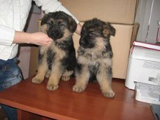 Duitse Herder puppy's