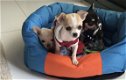 Gezonde Chihuahua-puppy's - 1 - Thumbnail