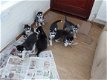 Schitterende Siberische husky puppy's - 1 - Thumbnail