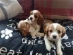 Cavalier king charles pups - 1 - Thumbnail