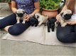 Schattige pug puppy's - 1 - Thumbnail