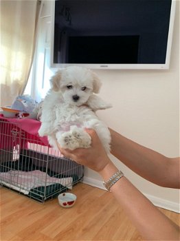 geweldige nest Maltese puppy's - 1