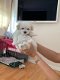 geweldige nest Maltese puppy's - 1 - Thumbnail