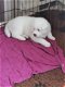 Volledige stamboom Akita-puppy's. - 1 - Thumbnail
