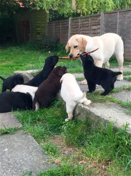 Labrador puppy's ter adoptie - 1