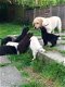 Labrador puppy's ter adoptie - 1 - Thumbnail