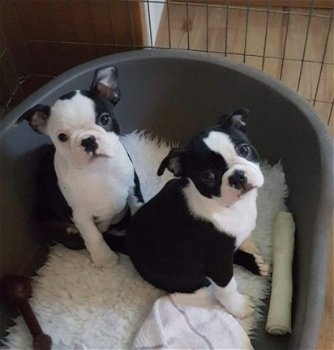 Prachtige Boston Terrier-puppy's te koop. - 1