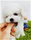 Bichon Frise puppy's - 1 - Thumbnail