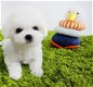 Bichon Frise puppy's - 2 - Thumbnail