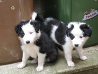 BORDER COLLIE puppies beschikbaar - 1