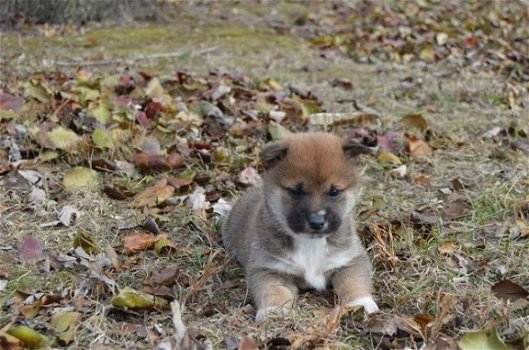 Thuis opgevoede Shiba Inu-puppy's - 1