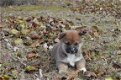 Thuis opgevoede Shiba Inu-puppy's - 1 - Thumbnail