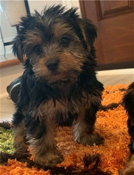 Schattige Yorkie-puppy's - 1