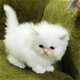 mannelijke en vrouwelijke Perzische kittens voor adoptie - 1 - Thumbnail