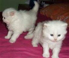 mooie Perzische katjes voor adoptie