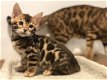 3vrouwelijke Bengaalse kittens - 1 - Thumbnail