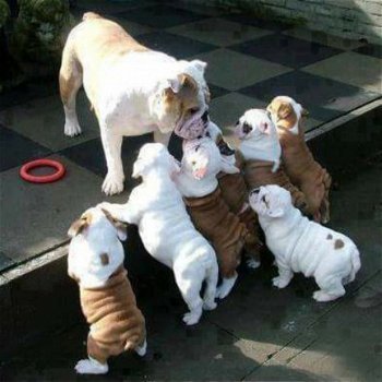 Engels bulldog pups voor adoptie - 1